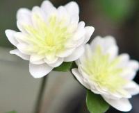 Full double flower with green petaloid stamens